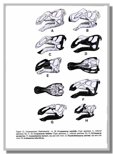 Disegni teschi di dinosauri