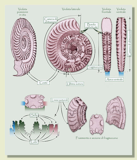 Tassonomia Ammoniti