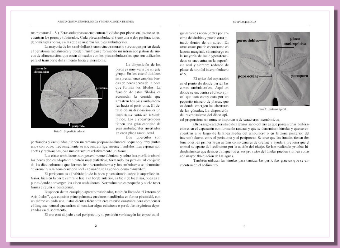 particolari anatomici ricci fossili Particolari anatomici clypeasteroida