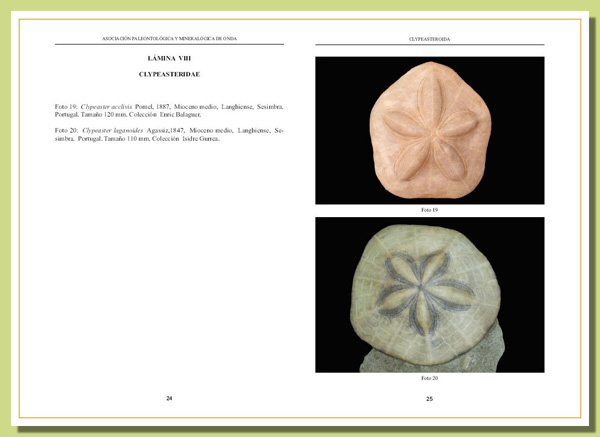 Clypeasteridae Clypeasteridae