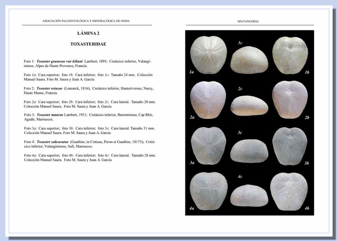 Toxasteridae