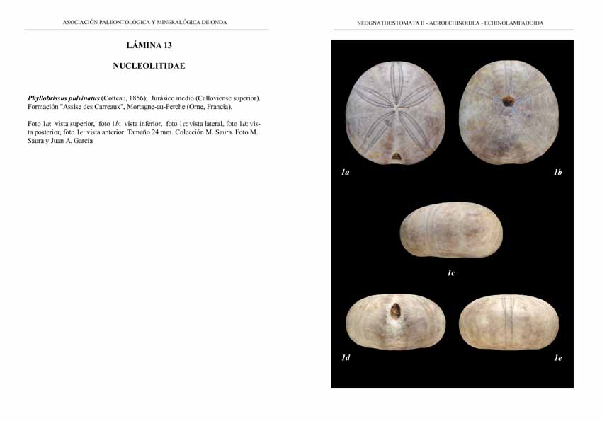 Cassiduloida02-NUCLEOLITIDAE