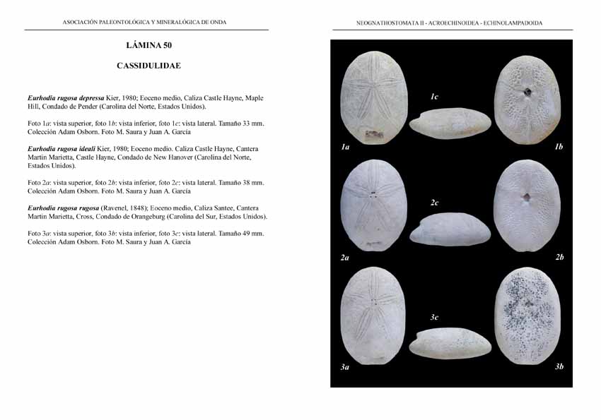 Cassiduloida03-CASSIDULIDAE