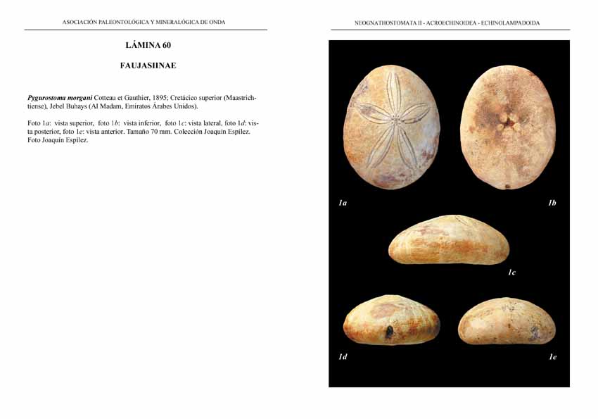 Cassiduloida04-FAUJASIINAE