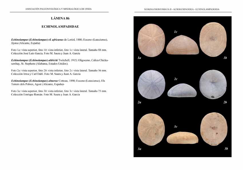 Cassiduloida05-ECHINOLAMPADIDAE