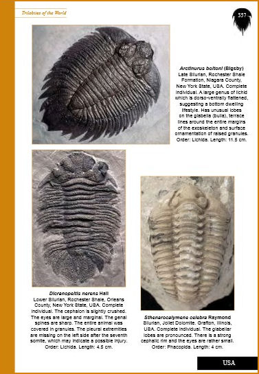 Trilobitesoftheworld-05