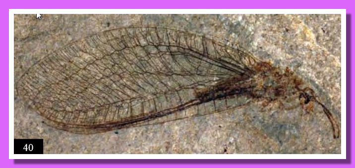 Fossil-Insects-03