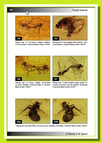 Fossil-Insects-04