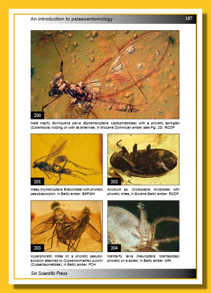 Fossil-Insects-05