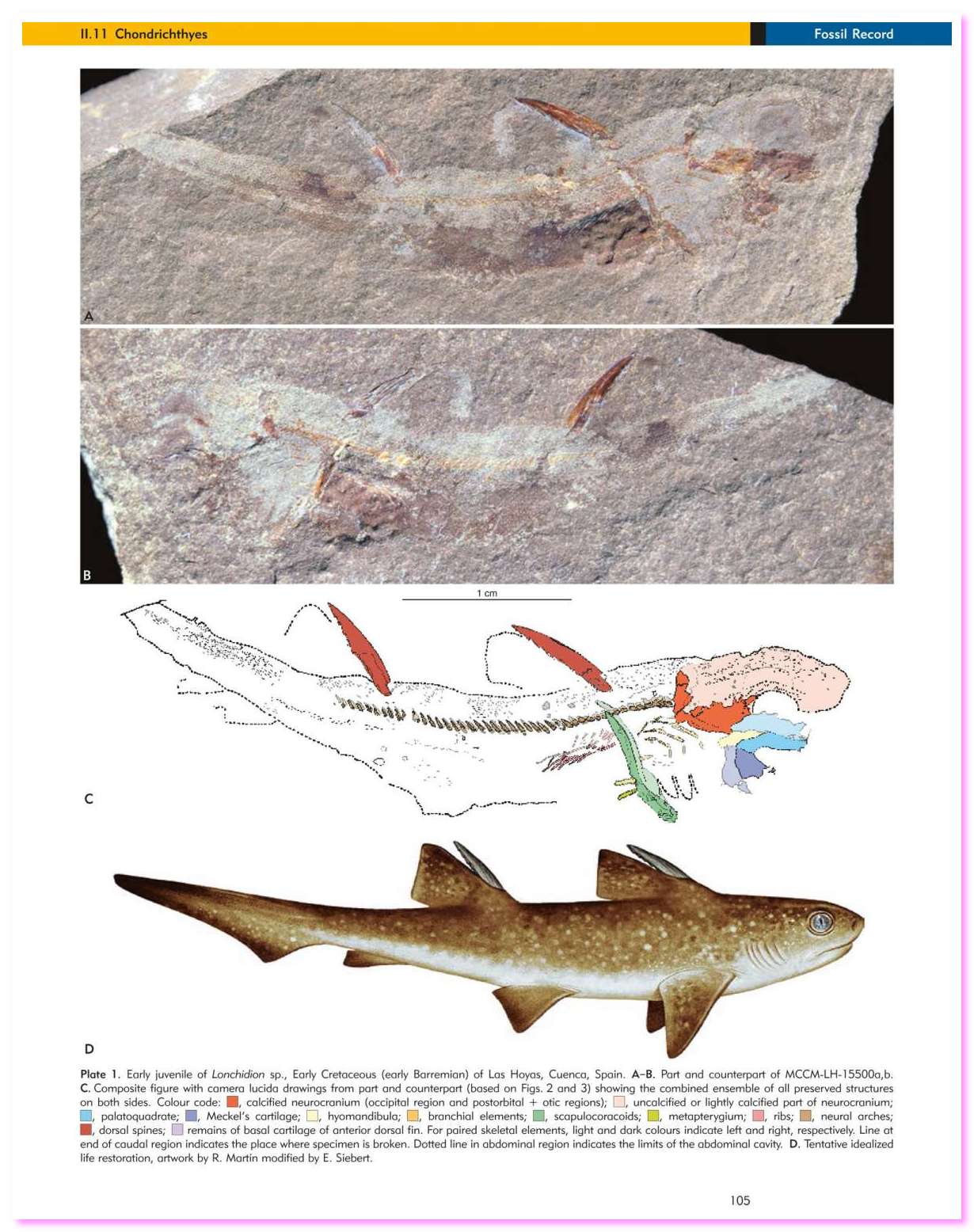 LasHoyas 03 I Condritti di LasHoyas