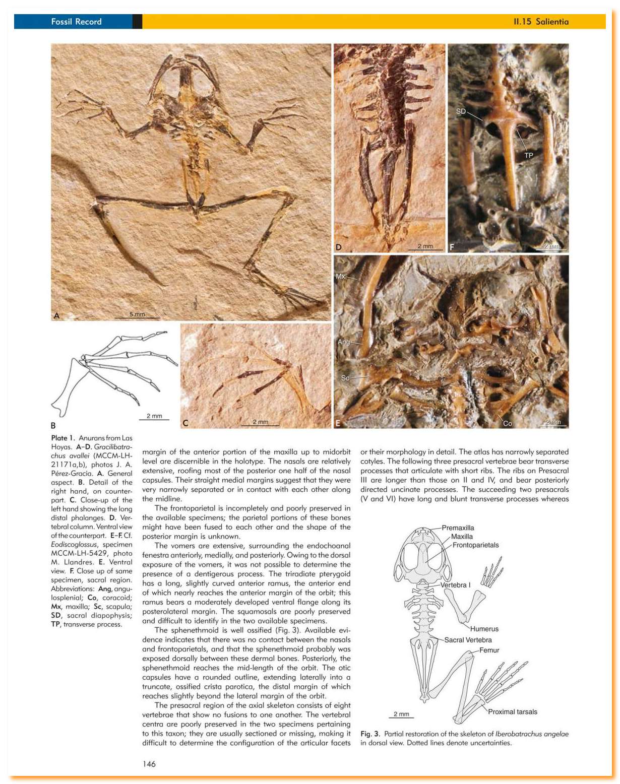 LasHoyas 04 Le Rane di LasHoyas