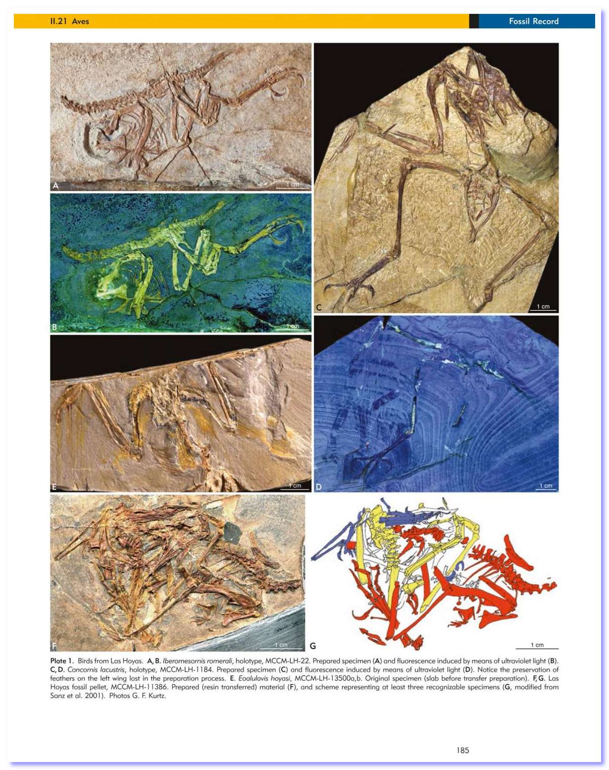 LasHoyas 06 Gli Uccelli di LasHoyas