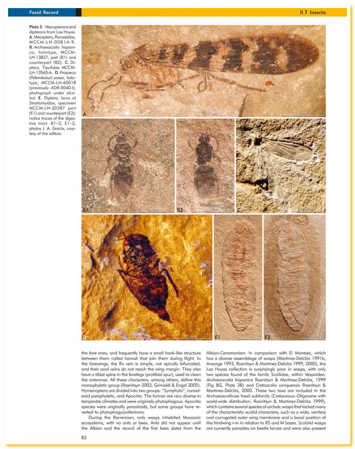 LasHoyas 08 Insetti