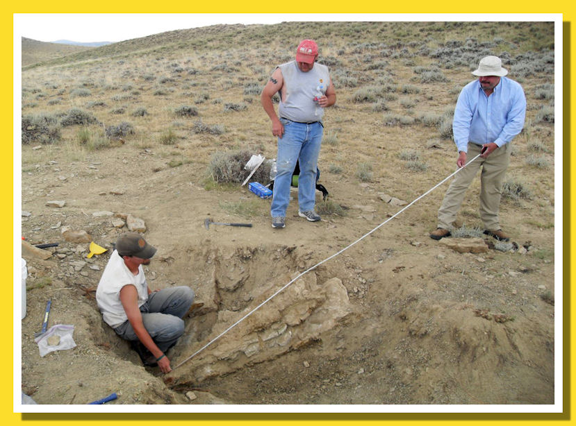  In situ forelimb of Megalneusaurus rex