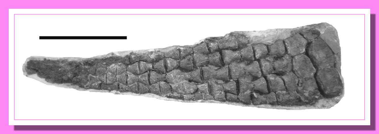 forelimb of Megalneusaurus rex 