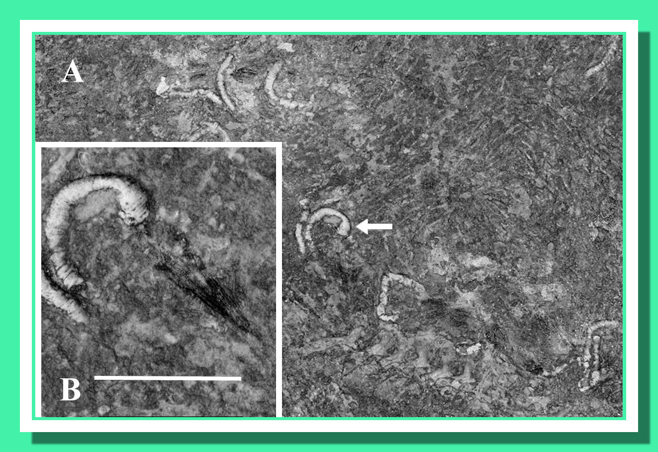 Saurichthys Embryos Embryos Saurichthys