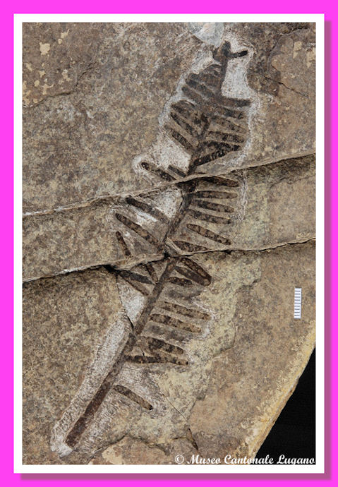  Elatocladus cassinae