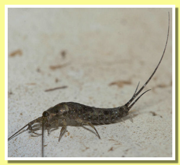 Petrobius brevistylus