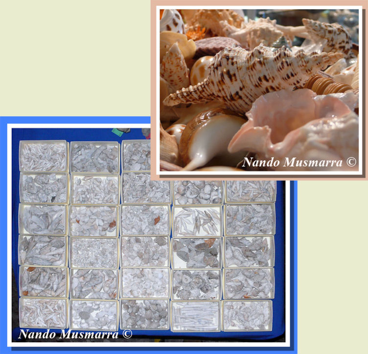 Panoramica Mostra Roma