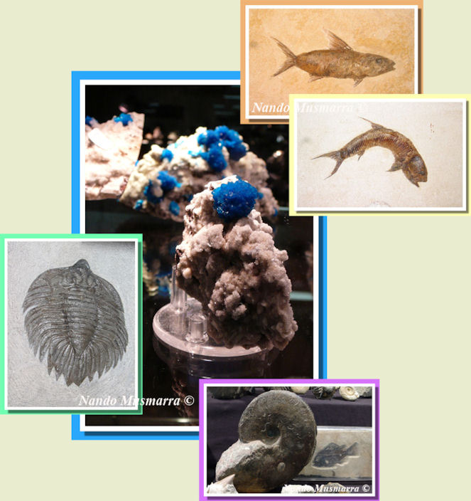 Fossili e Minerali