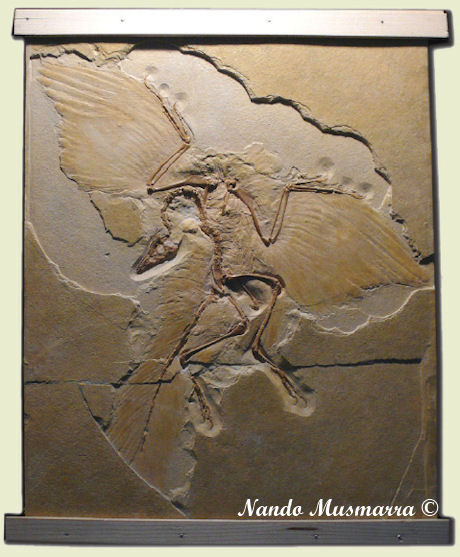 Archaeopteryx Berlin Specimen The Berlin Specimen