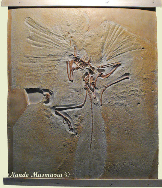 Archaeopteryx N.1 London specimen Archaeopteryx04