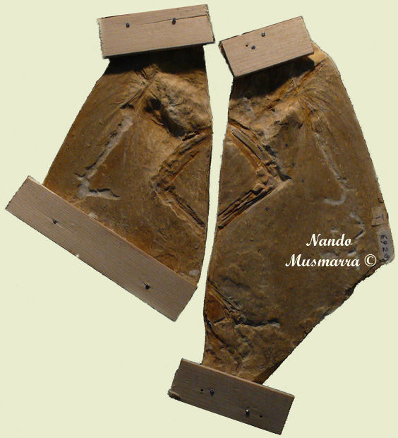 Archaeopteryx the Haarlem specimen Archaeopteryx N.4 the Haarlem specimen