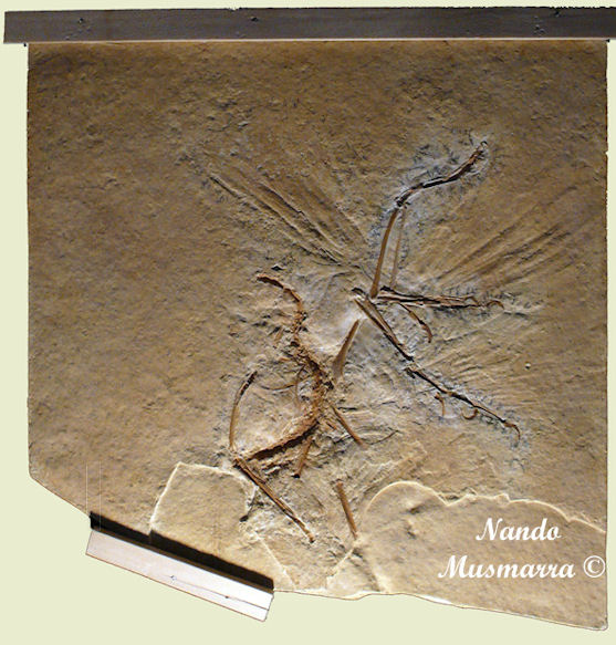 Archaeopteryx Maxberg specimen Maxberg specimen