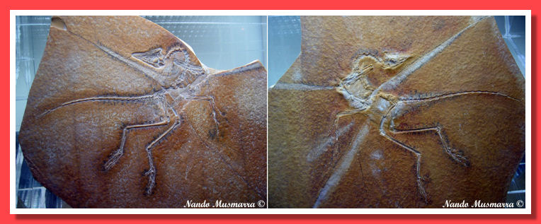 Archaeopteryx Eichstätt specimen Archaeopteryx N.5, the Eichstätt specimen