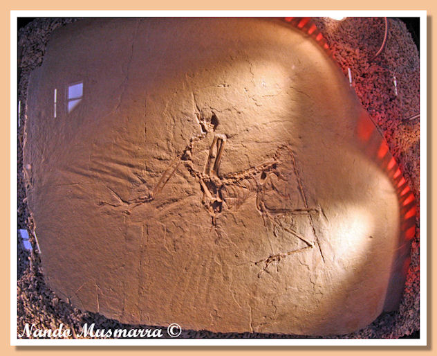 Archaeopteryx Munich specimen Archaeopteryx N.7 the Munich specimen