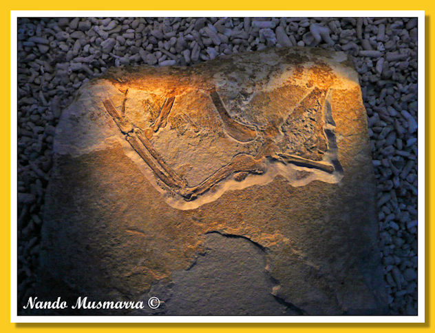 Archaeopteryx N.8, the Eight specimen original Archaeopteryx N.8, the Eight specimen