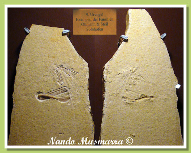 Archaeopteryx N.9 Ottmann & Steil families specimen Archaeopteryx N.9, the Ottmann & Steil families specimen