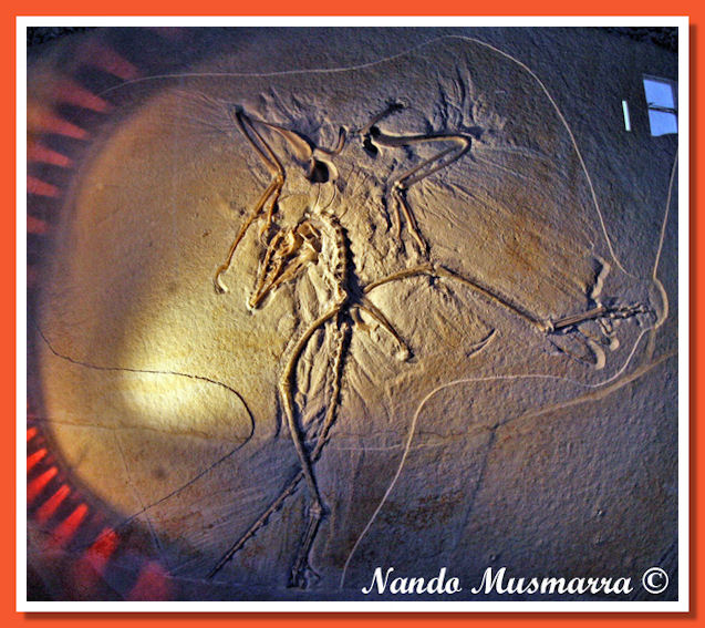 Archaeopteryx N.10 Thermopolis specimen (original) Archaeopteryx N.10, the Thermopolis specimen