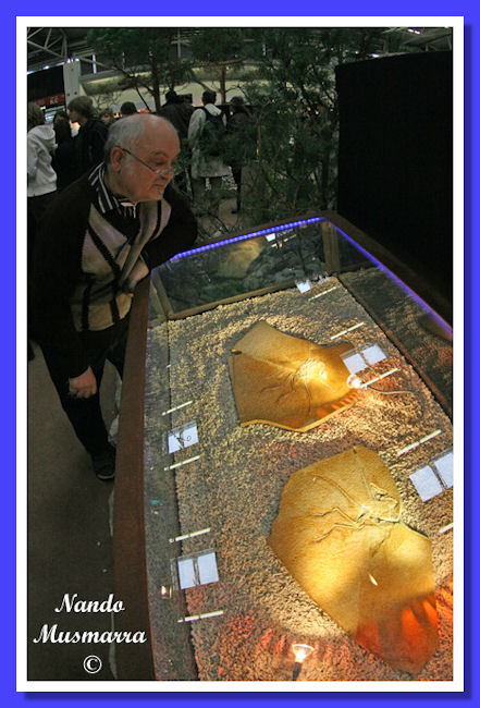 Archaeopteryx 5 Pino Volk-Costantini Archaeopteryx 5 Pino Volk-Costantini