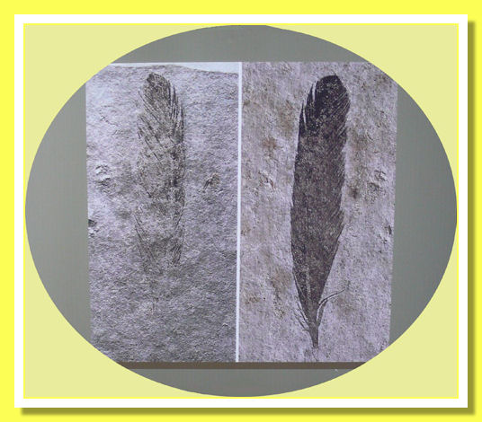 Archaeopteryx feathers Archaeopteryx feathers