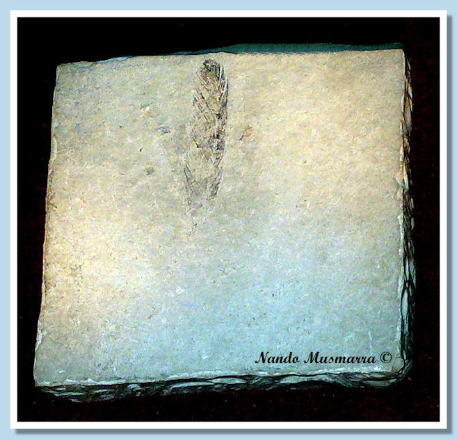 Archaeopteryx feather original Archaeopteryx feather original