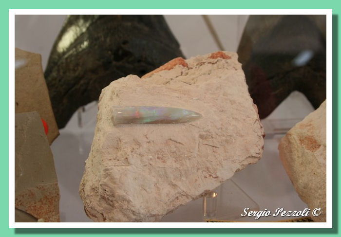Fossili in Opale