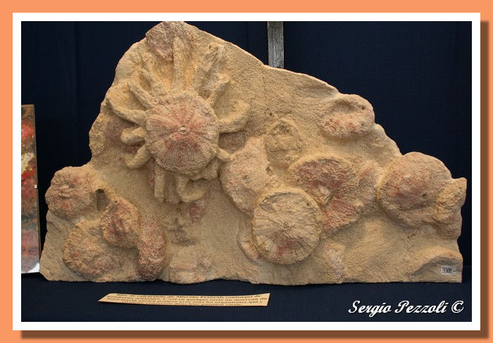 Echinodermi francesi