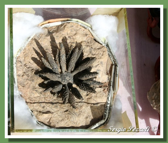 Ricci  di mare del Marocco