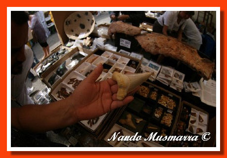 Dente di squalo del Marocco