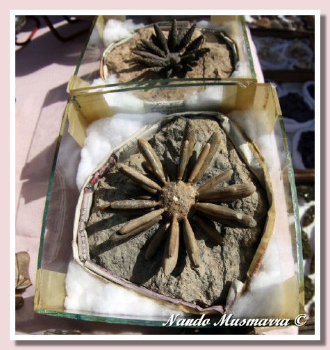 Echinoide ricostruito