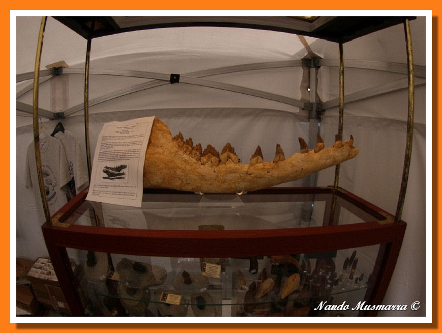 Mascella di archeocete, balena primordiale