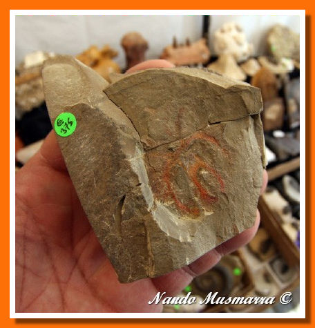 Marrellomorfa (Furca mauretanica)