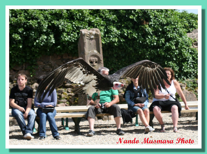 Voleria delle Aquile