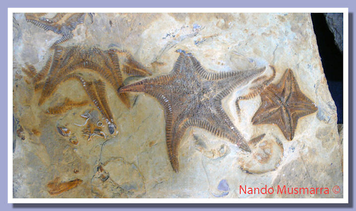 Stelle marine marocchine