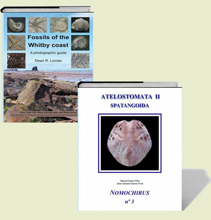 Manuel Saura Vilar - Spatangoida