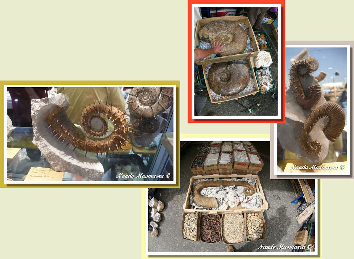 Ammonite, svolte e non!