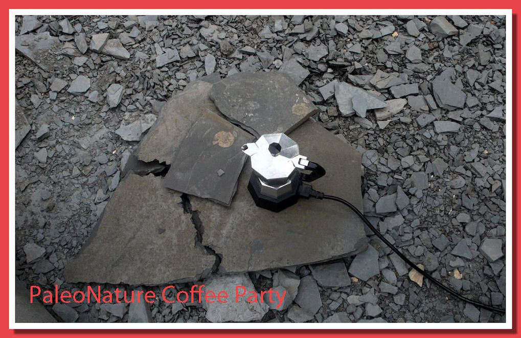 Cafè ed ammoniti dorate