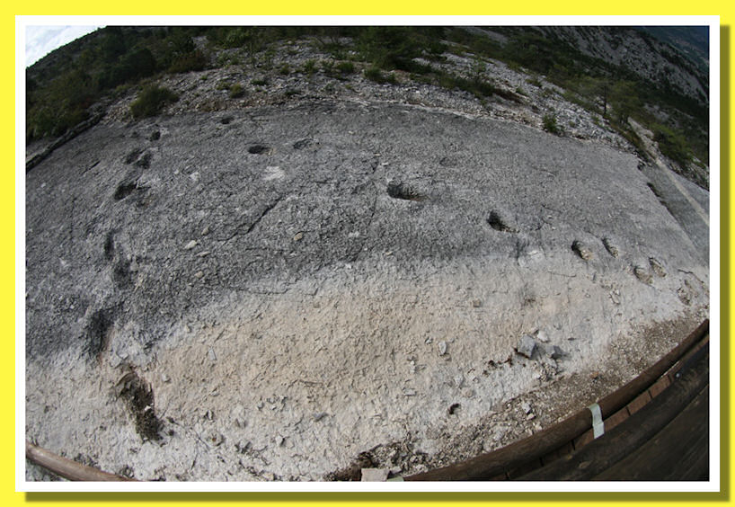 Piste di Dinosari che si incrociano ai Lavini di Marco