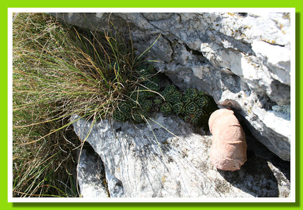 Parte di ammonite ornamentata ben conservata